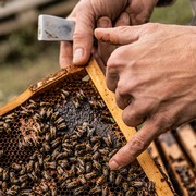 Hafenbienen © Barbara Nidetzky