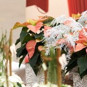 Großmarkt Wien: Weihnachtliches Angebot in der Blumenhalle