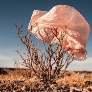 Wenn der Wind weht: Eduardo Leal, aus der Serie Plastic Trees, 2014 © Eduardo Leal