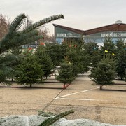 Christbaumverkauf © <span data-olk-copy-source=MessageBody>GMW großmarkt wien betrieb gmbh</span>