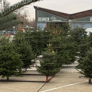 Christbaumverkauf am Großmarkt Wien