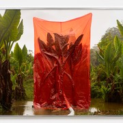 Julius von Bismarck, We Were All Naked (Elephant Ear), 2023; Courtesy: Julius von Bismarck; alexander levy, Berlin; Sies + Höke, Düsseldorf © Julius von Bismarck; VG Bild-Kunst, Bonn 2025, Foto: Tino Kukulies