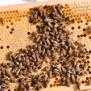 Tag der Biene: Wien Holding-Unternehmen setzen auf Bienenpower